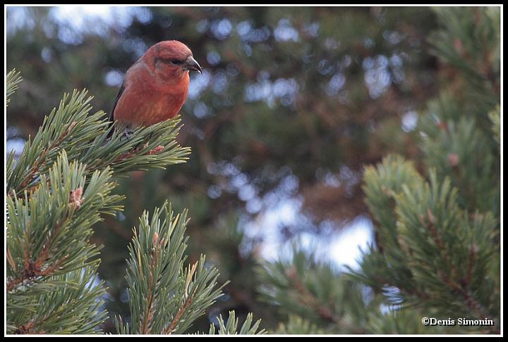 Bec croisé des sapins mâle